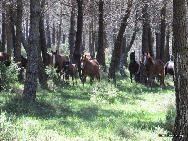 ¿SABIAS QUE EN EL PARADANTA CONVIVEN LOBOS Y CABALLOS SALVAJES?